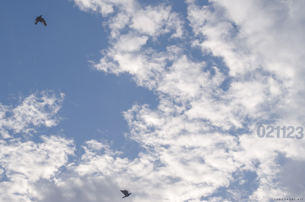 2 birds soaring in blue sky.