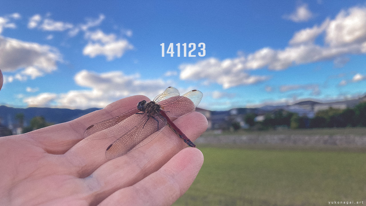 A dragon fly perched on a person's hand.