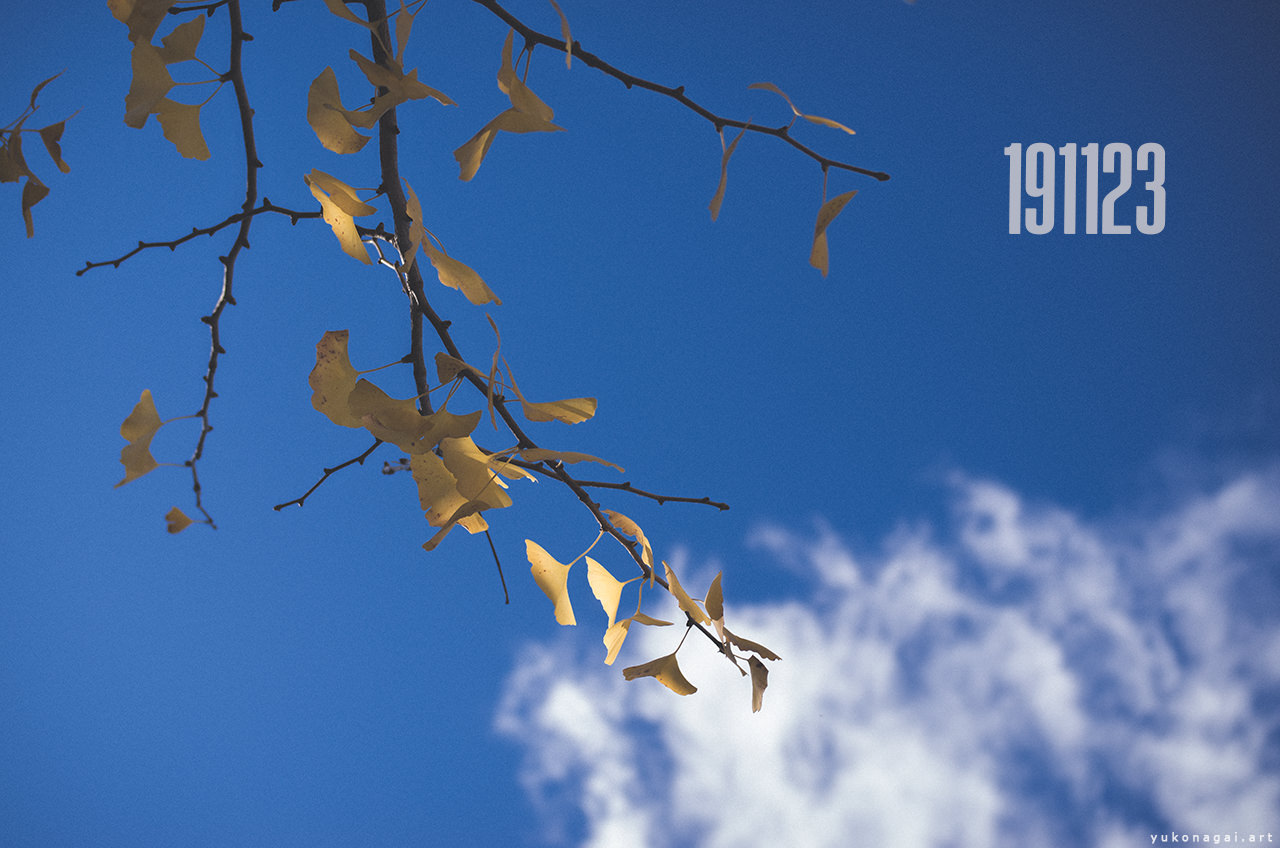Blue sky, ginkgo leaves and a white cloud.