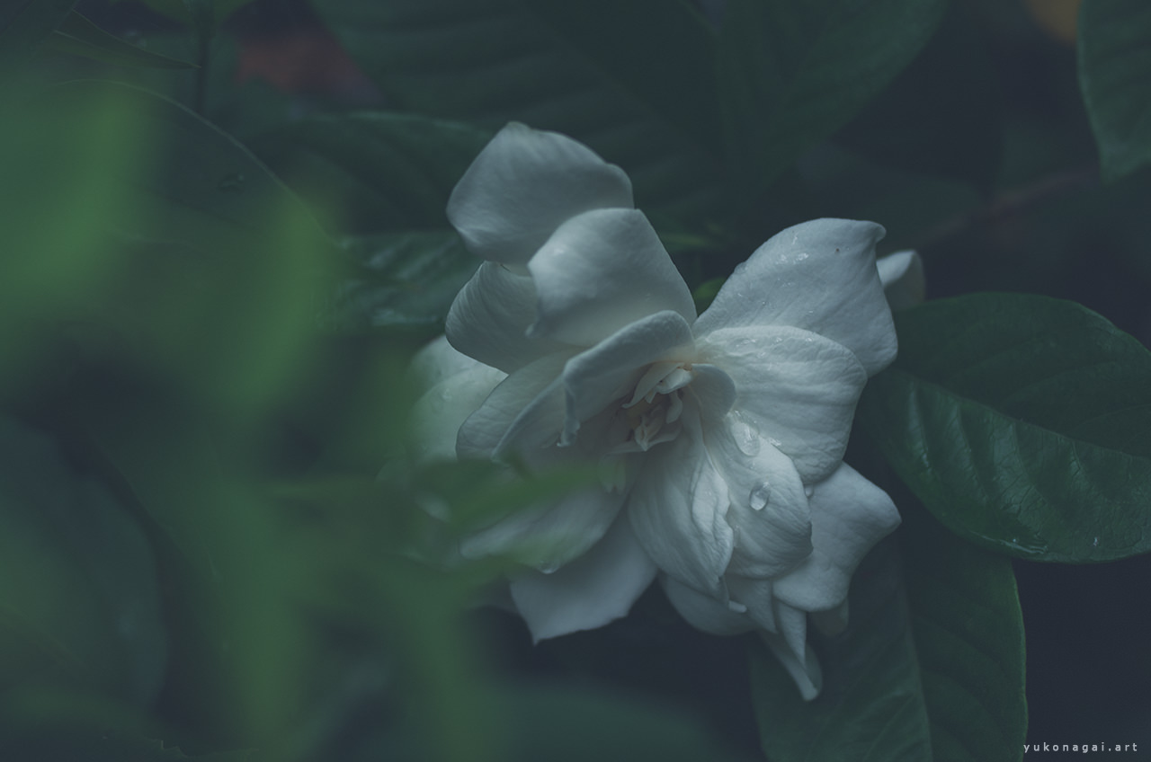 A gardenia blossom with dew drops.