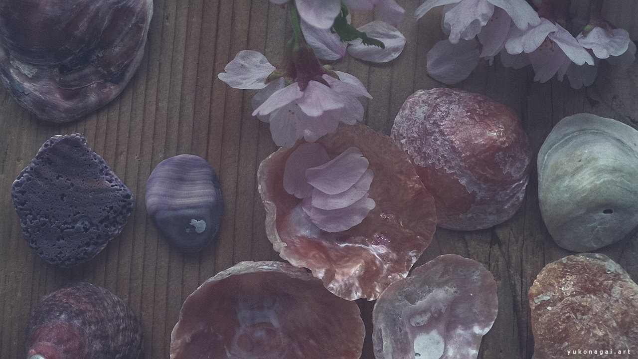 Sea shells, sakura blossoms and sea-worn rocks.