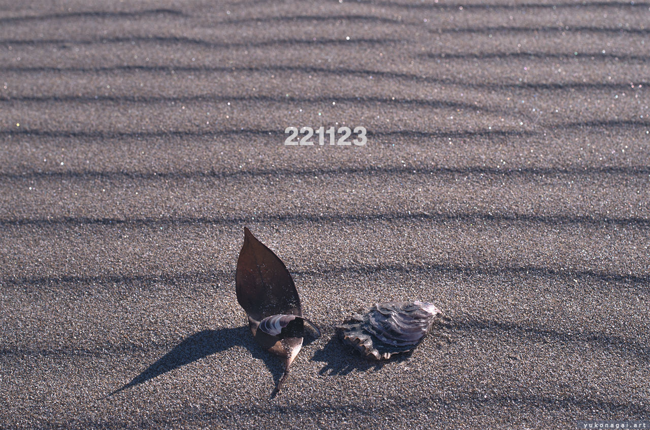 Sea shells, a salt-worn leaf on sand ripples in mid day sun.