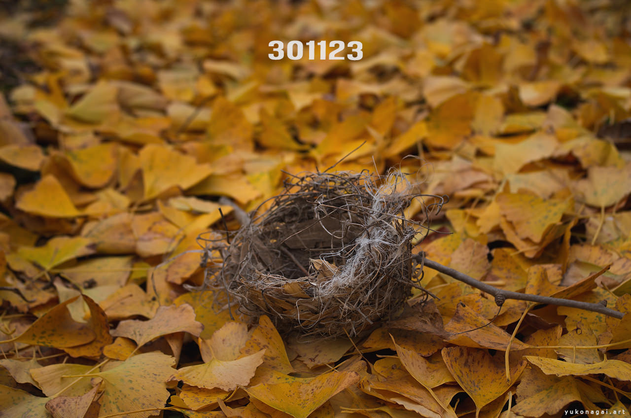 A bird nest on a bed of yellow ginkgo leaves.