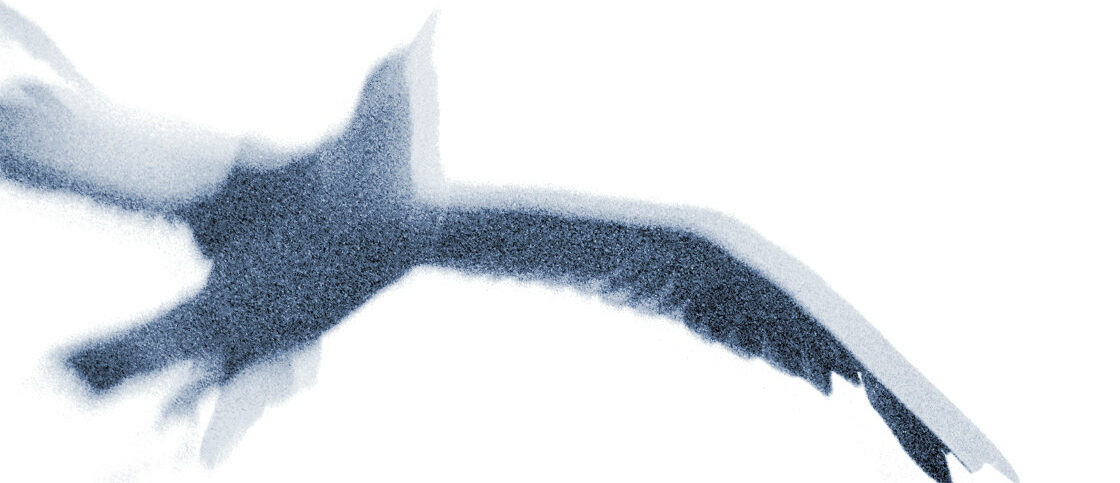 Grainy photograph of a gull edited in abstraction.