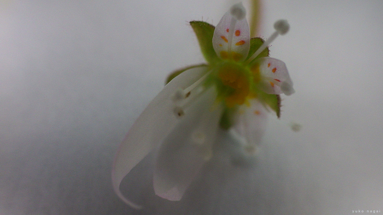 Saxifraga stolonifera blossom close up.