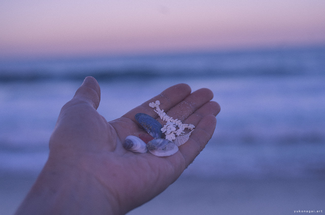 Sea shells in a palm by sea shore at sunset.