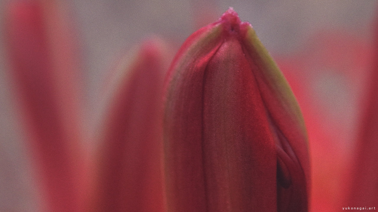 A red spider lily bud in close detail.