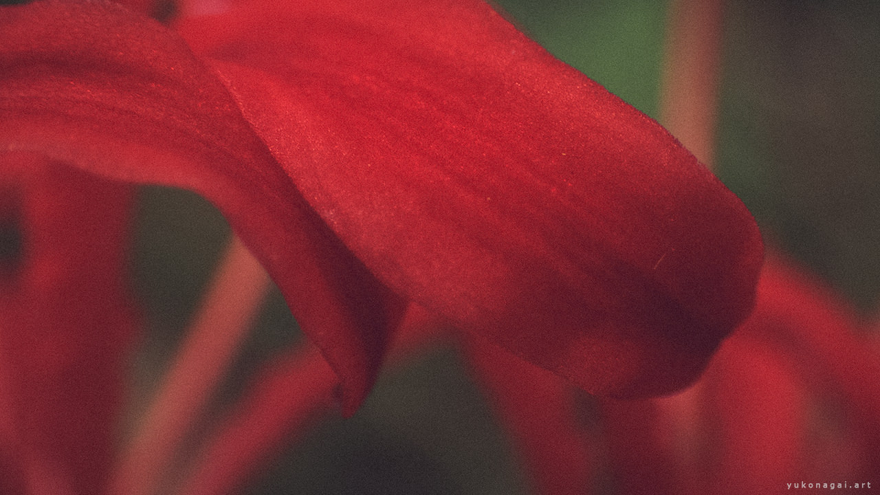 A red spider lily petals in detail.