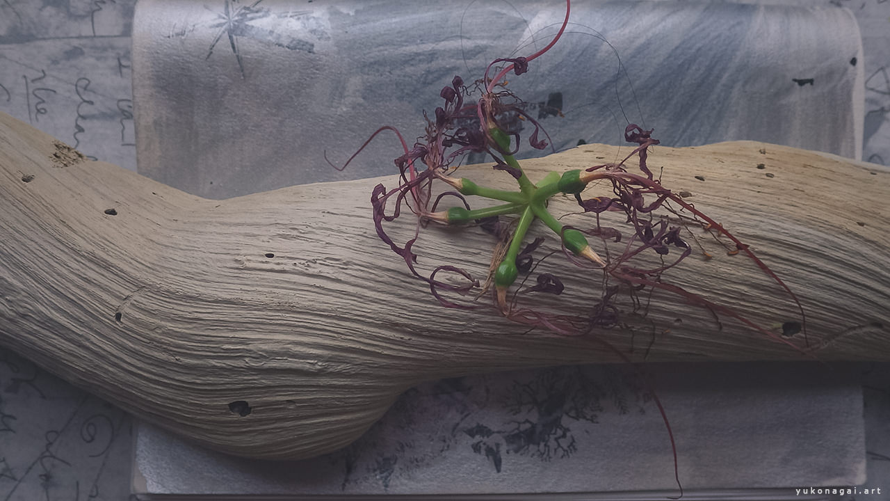 A drift wood and a dried spider lily blossom.