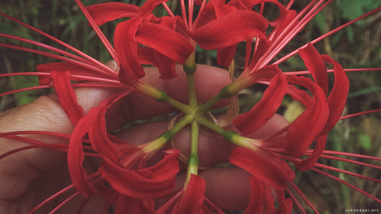 A red spider lily blossom in a cupped hand.