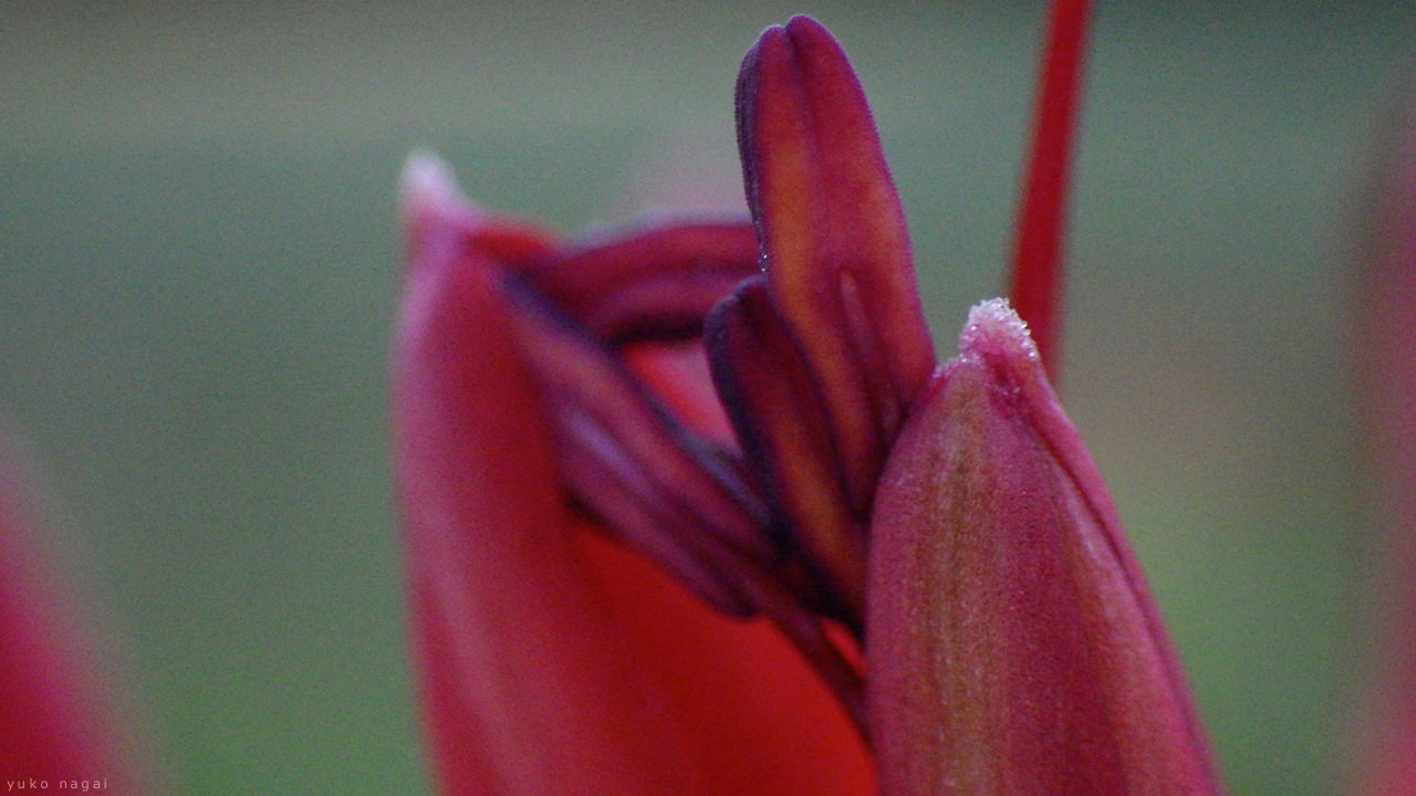 A flowering spider lily bud.