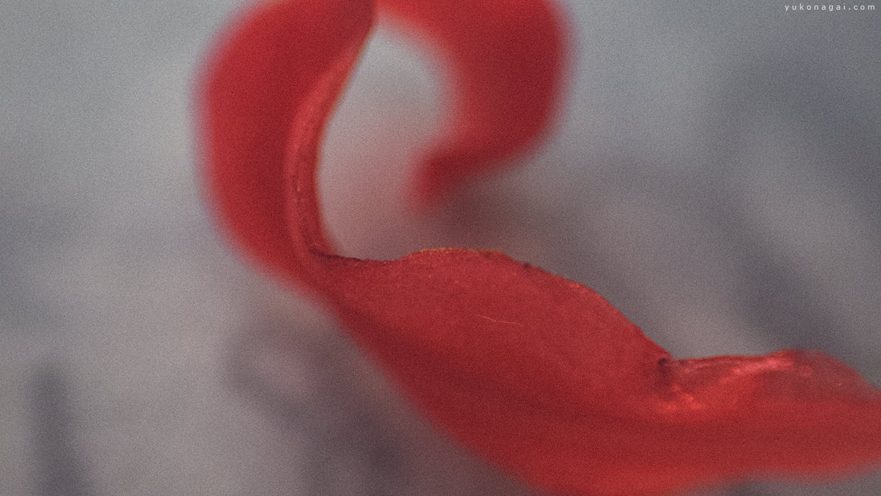 Close up of a spider lily petal.