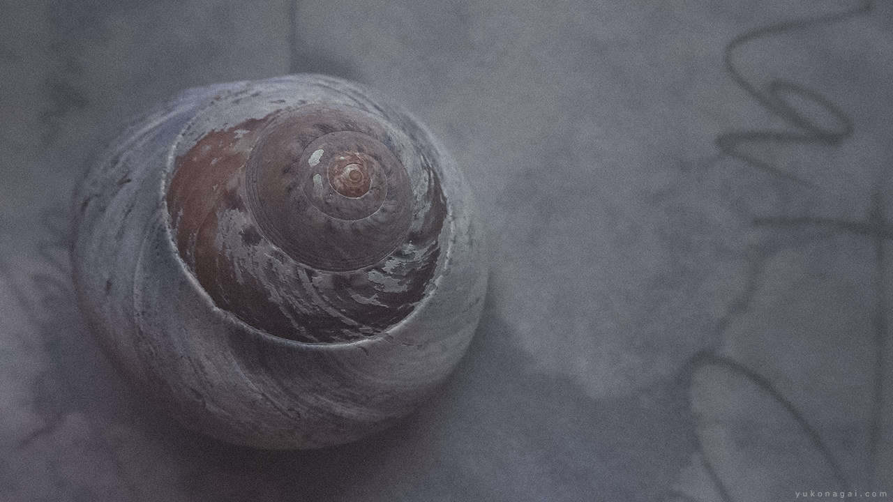 Close up of a spiral shell.