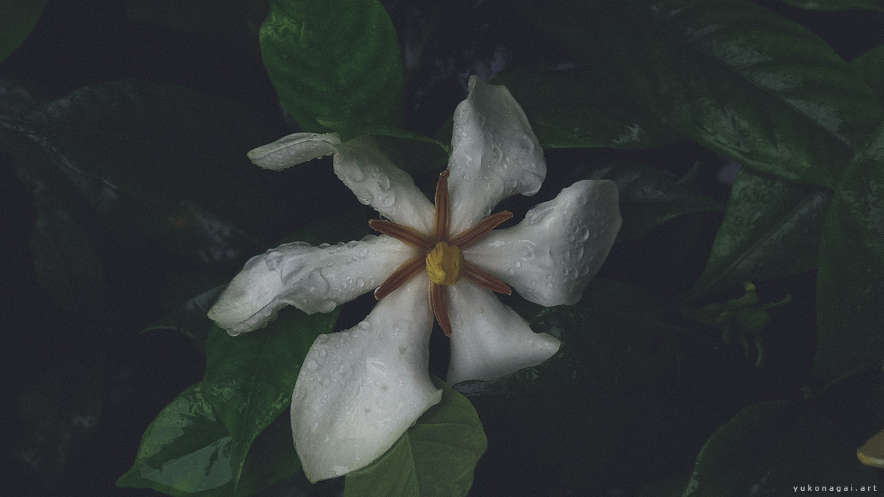 Geometrical Gardenia Blossom in rain.