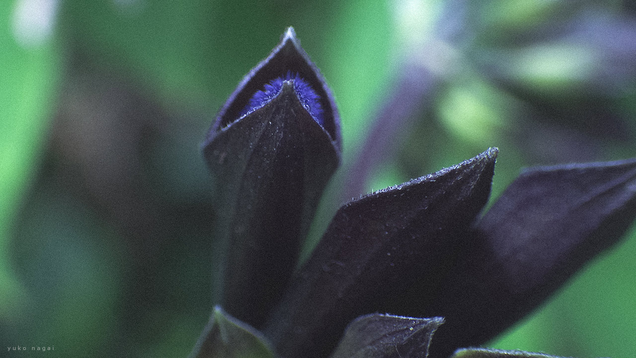 Salvia Guaranitica buds detail.
