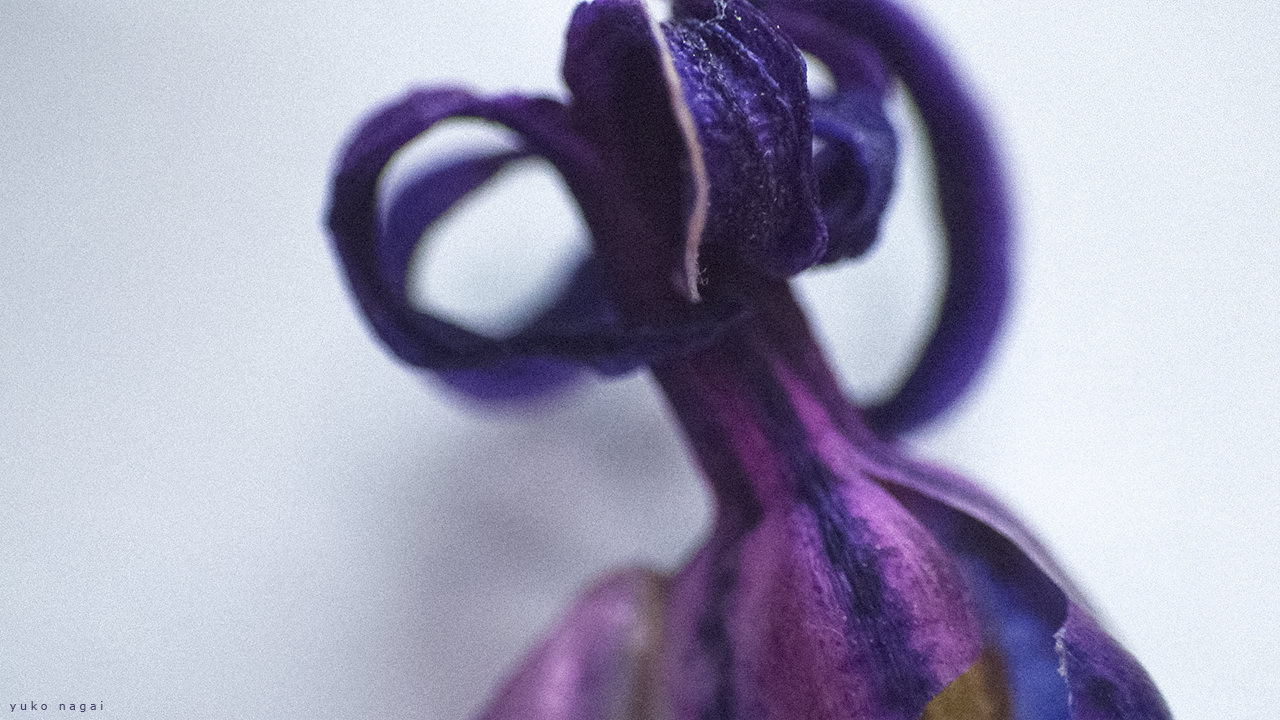 Hyacinth dried petals detail.