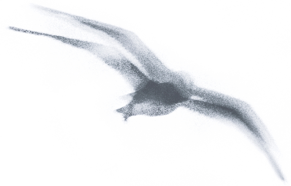 A Gull in Flight.