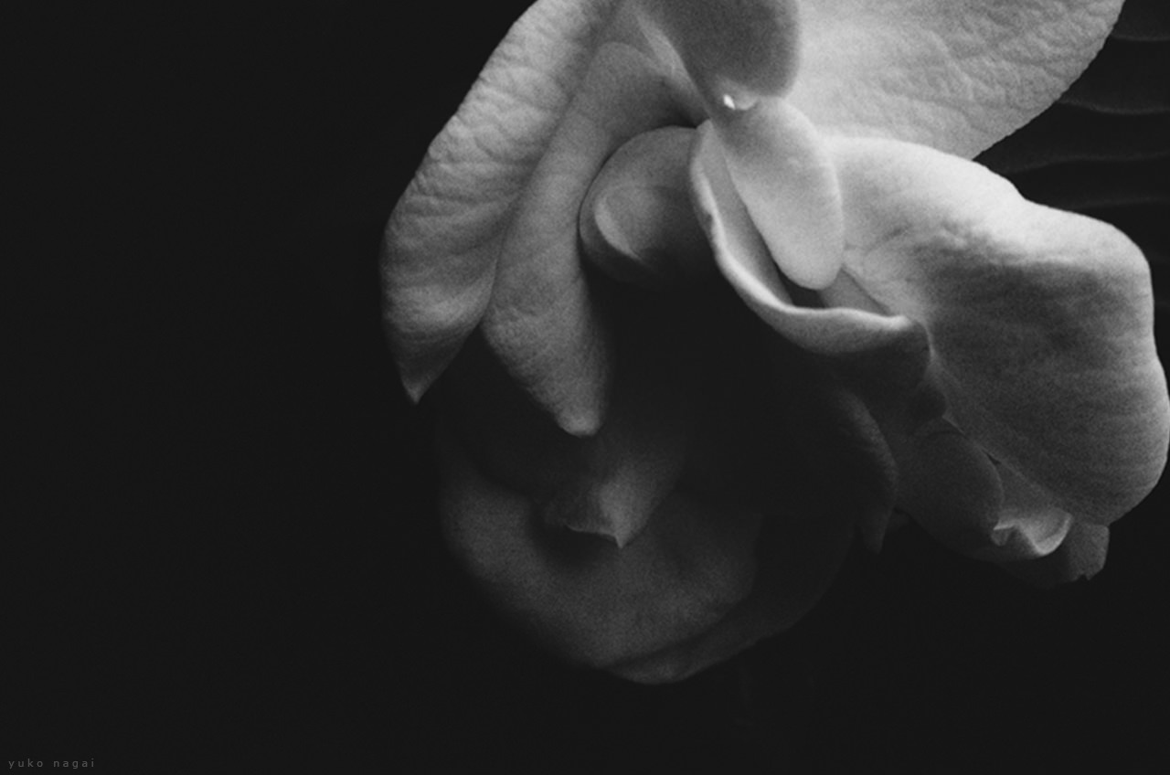 A gardenia blossom.