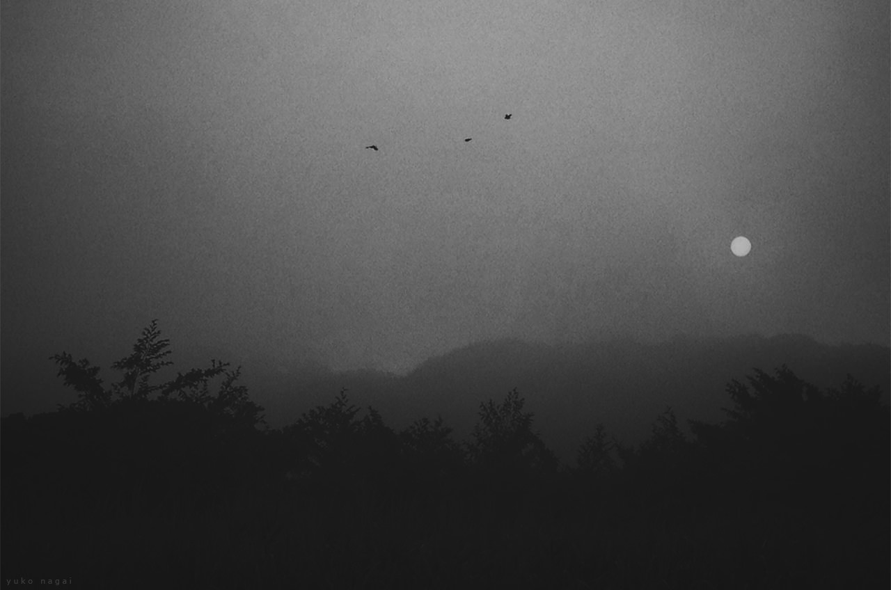 Foggy sunset with crows.