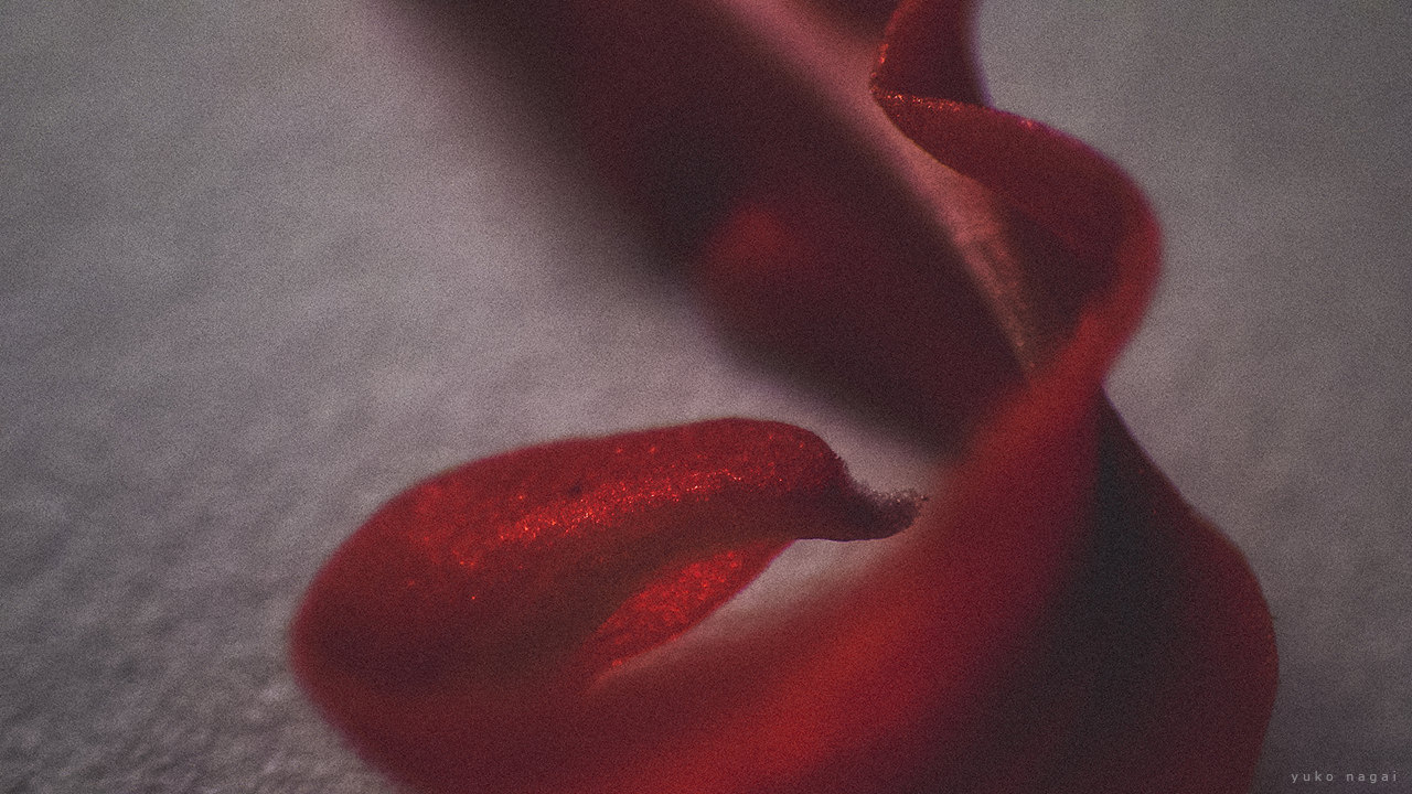 A Spider Lily Petal detail.