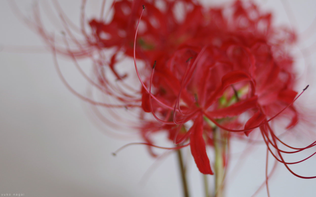 Red spider lily blossoms.