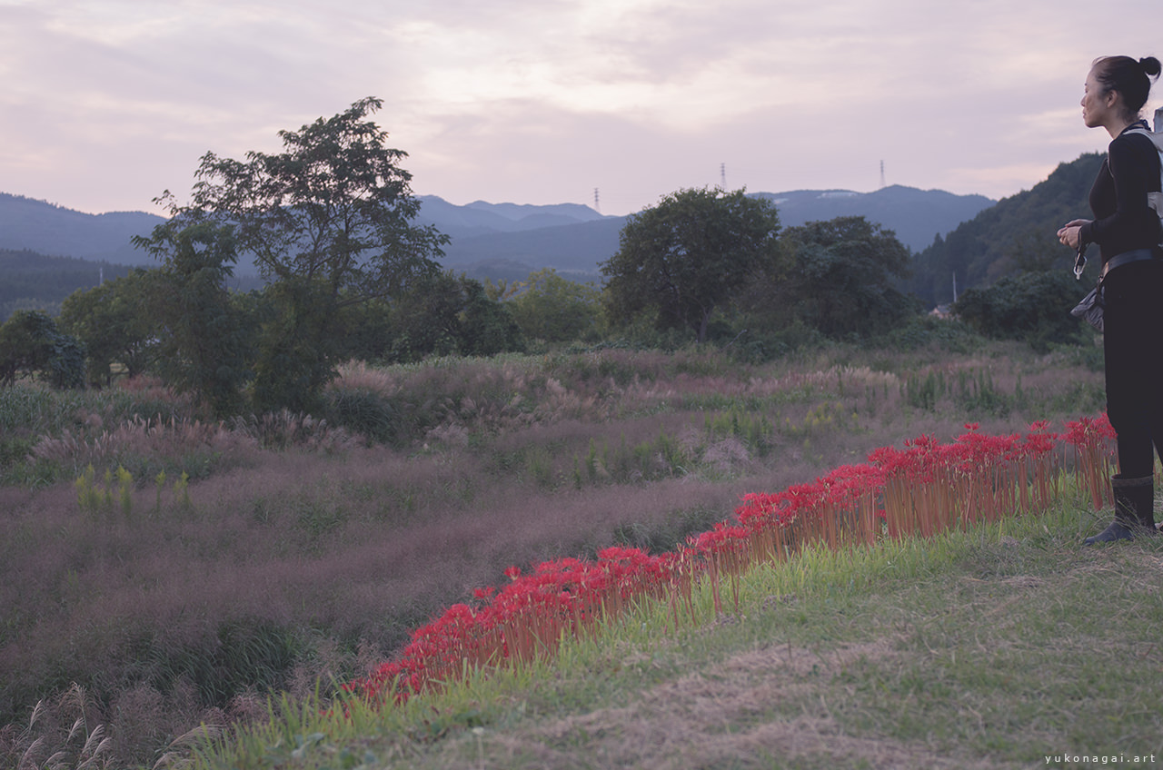 A woman standing on a path in the field by lilies at sunset.