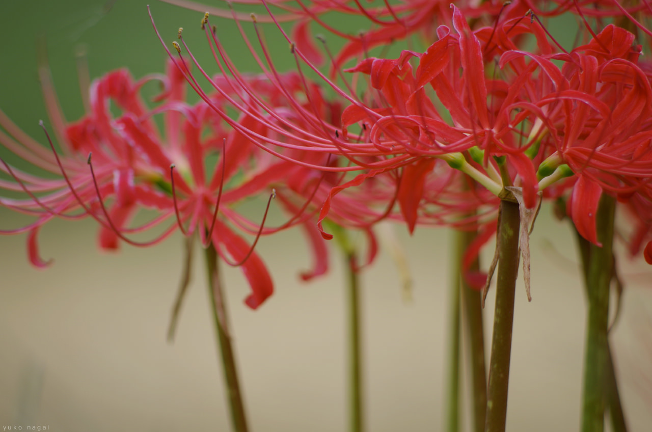 Red spider lilies in rural field.