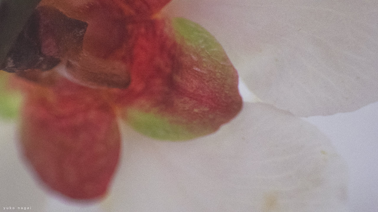 Japanese Apricot calyx detail.