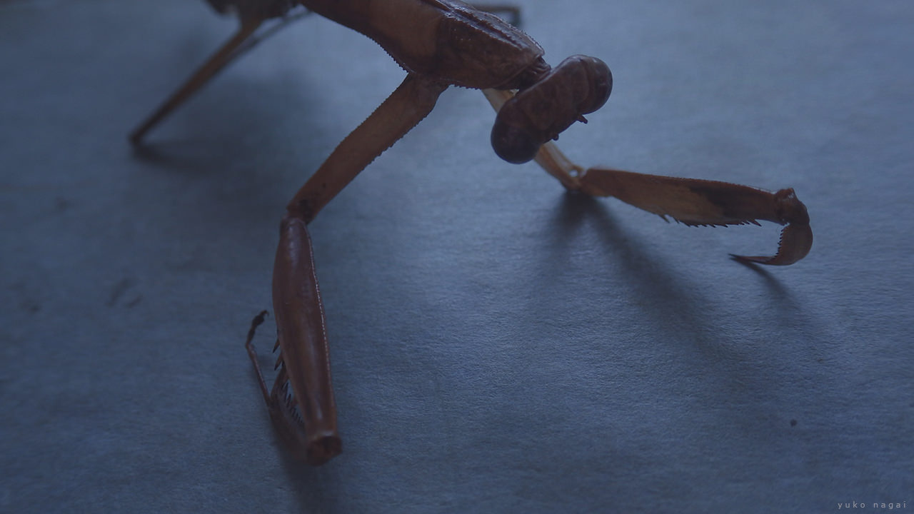 A praying mantis detail.