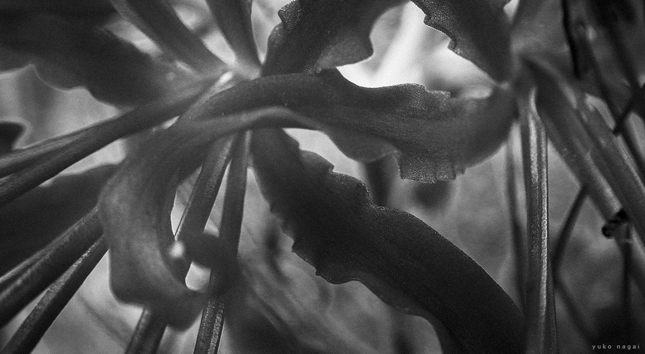 Macro closeup of spider lily petals.