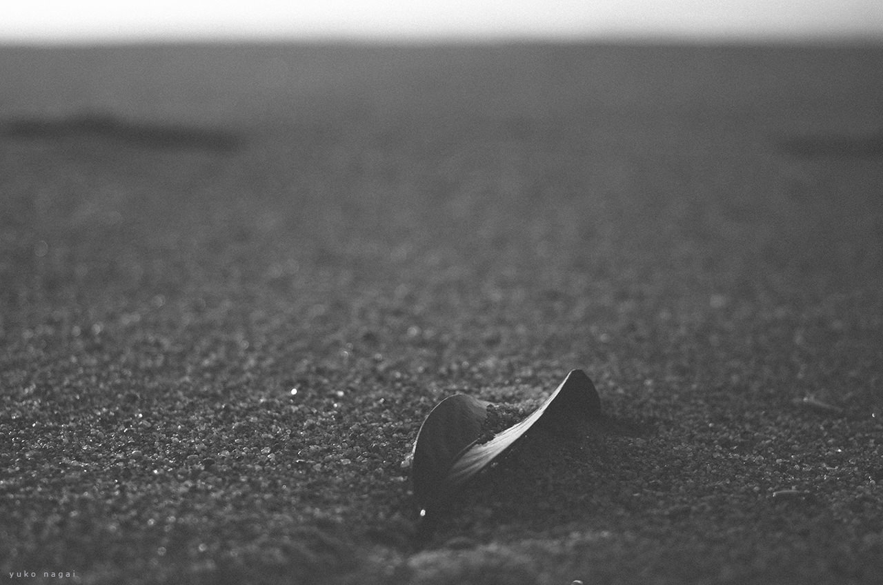 A leaf on sand at dawn.