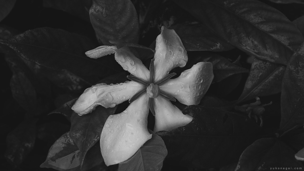 Gardenia Blossom Detail.