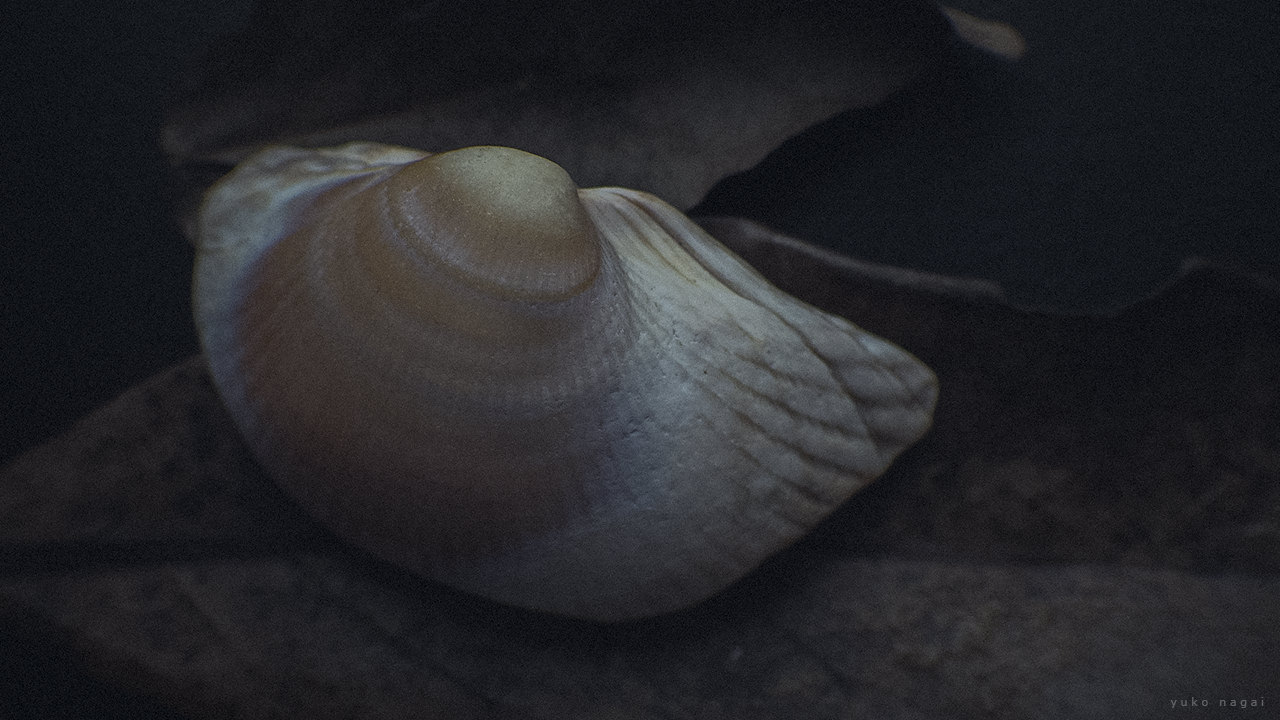 A flat sea shell on a leaf.