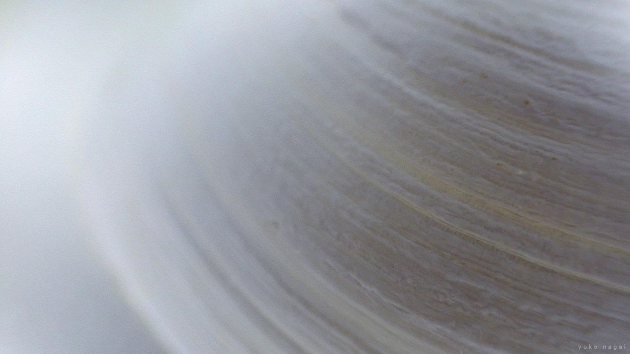An Ivory Sea Shell textures.