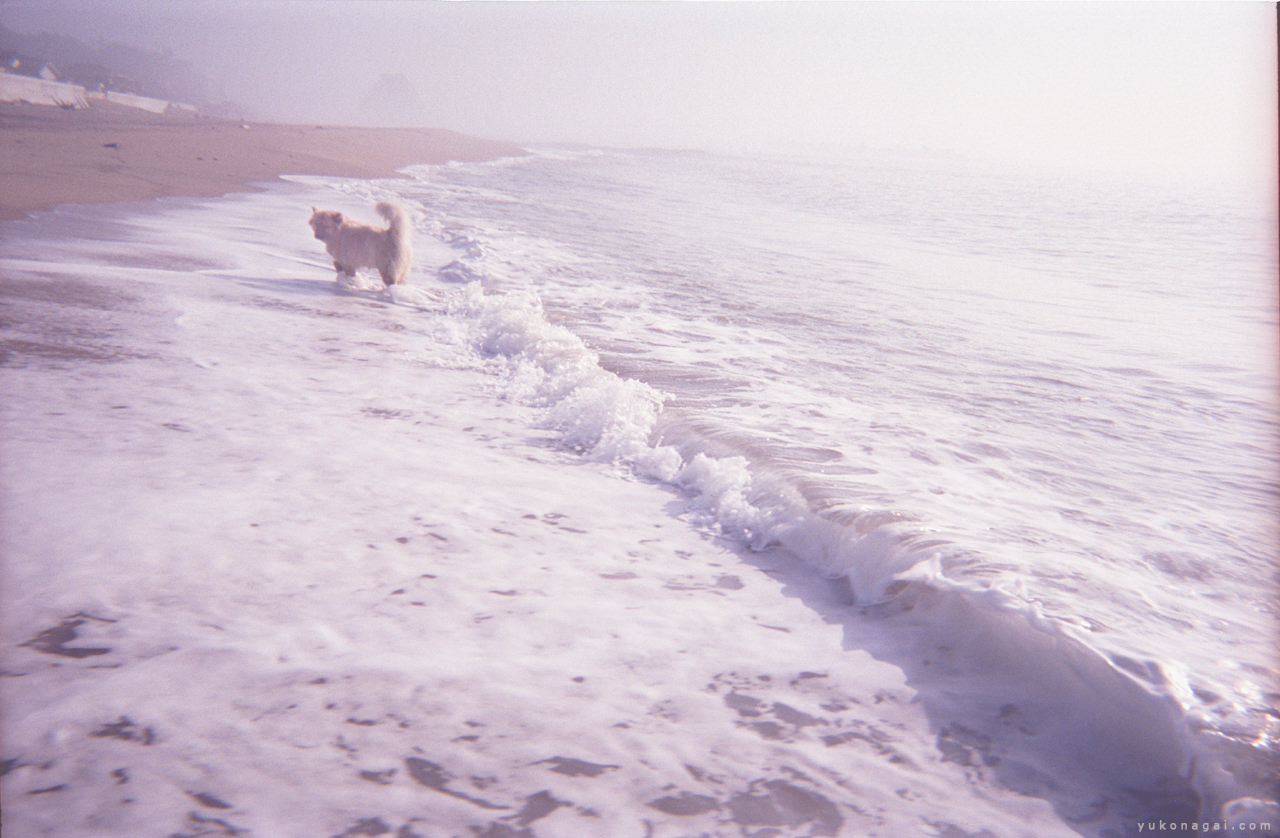A walk on the beach with a canine friend.