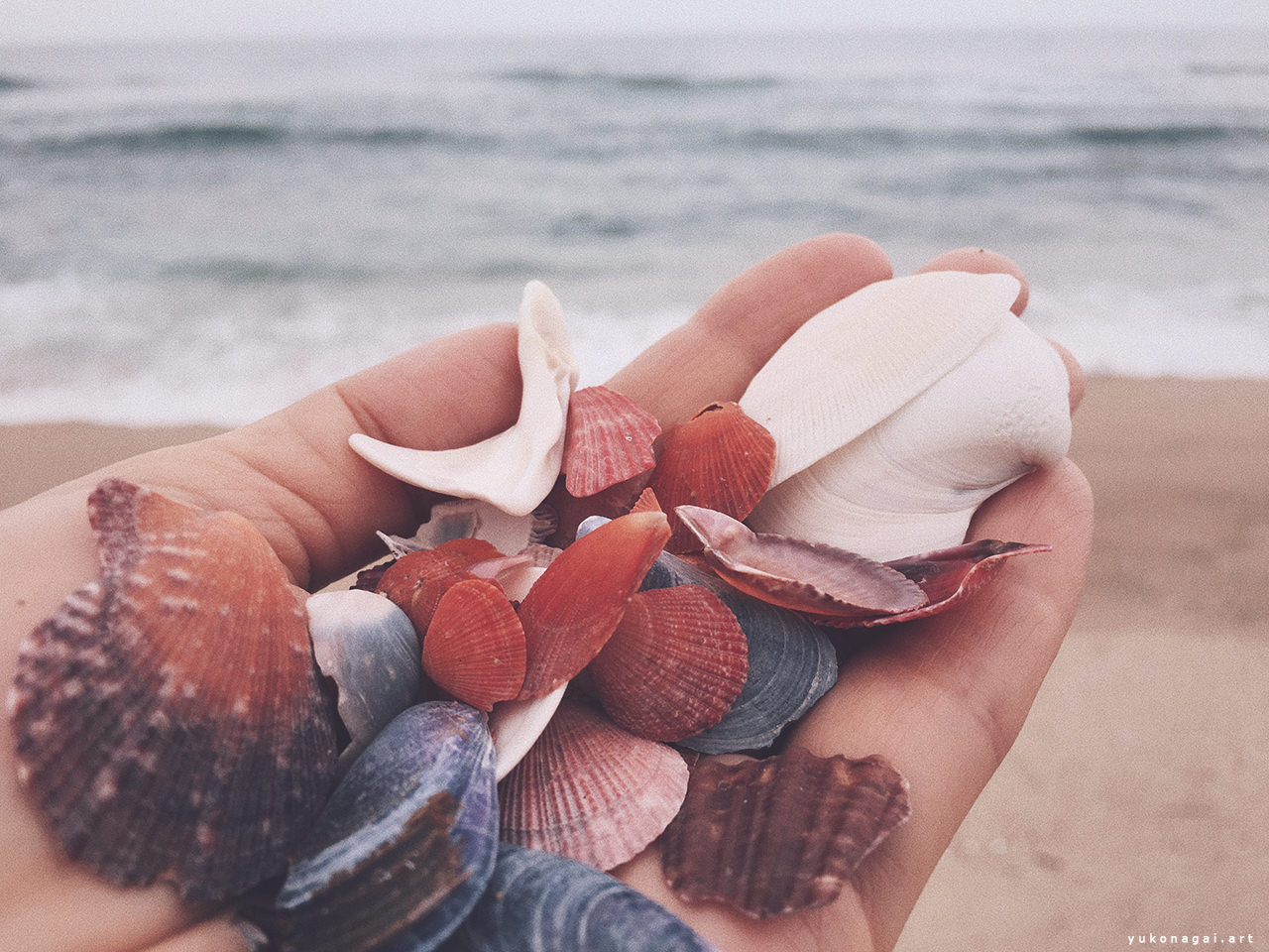 Sea shells in a cupped hand.