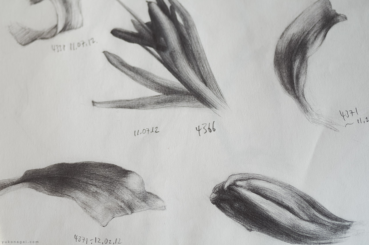 Spider lilies sketch study.