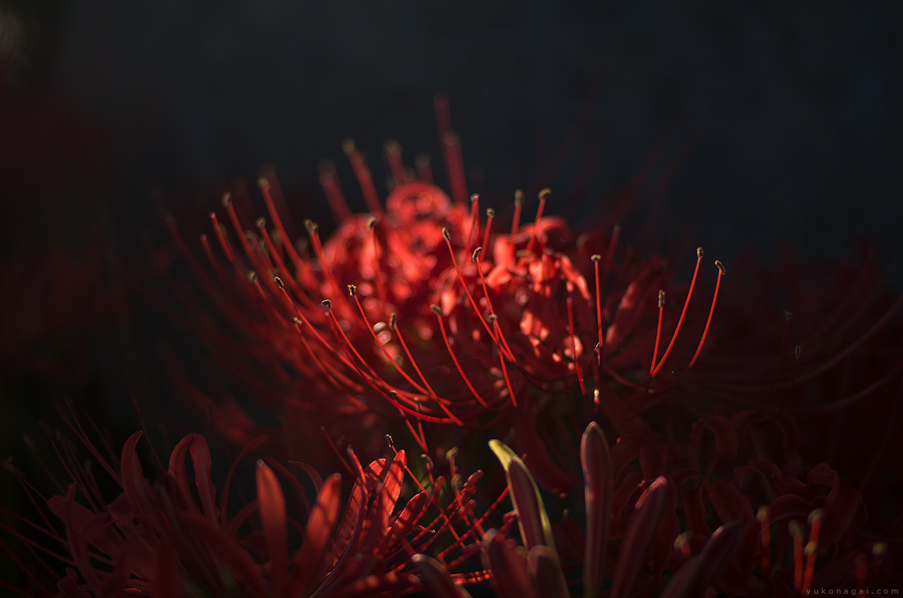 Red spider lilies in a ray of light.