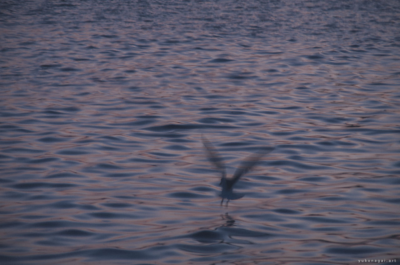 A sea gull landing on water.
