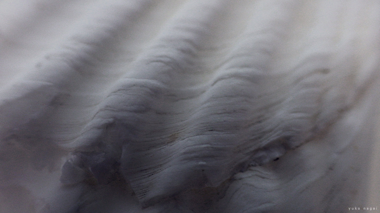 An wavy sea shell textures.
