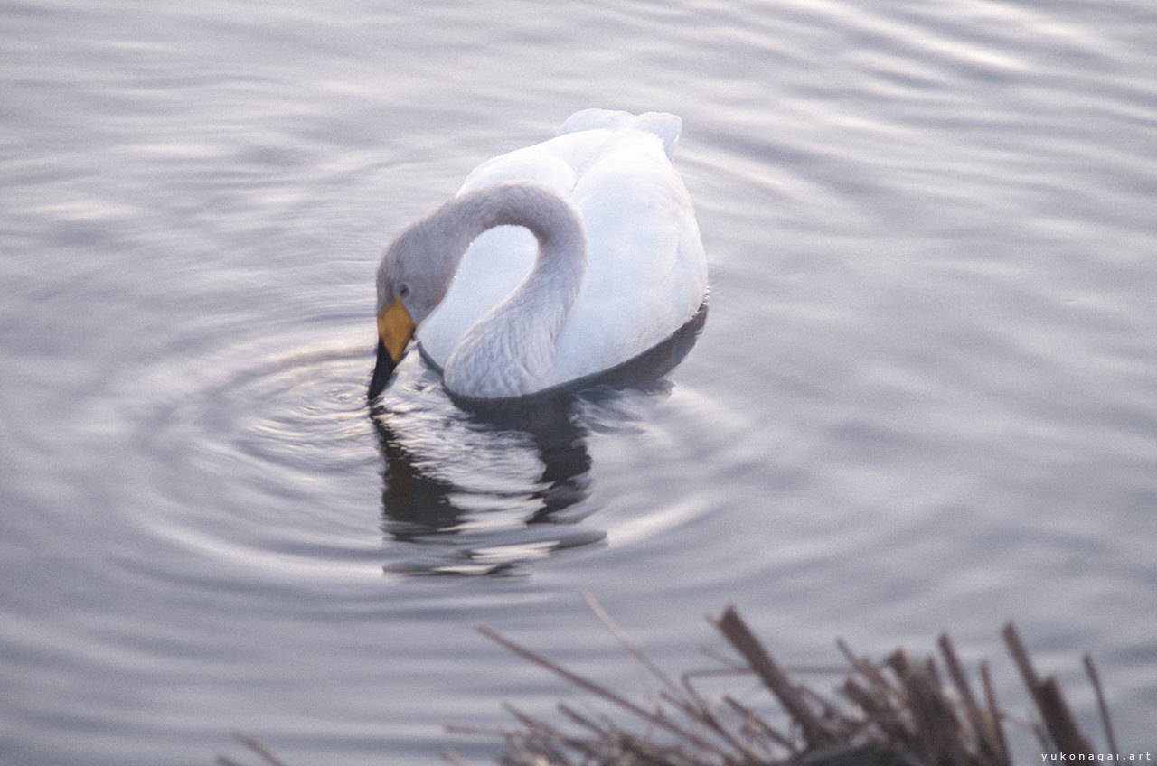 A swan making ripples with its beak.