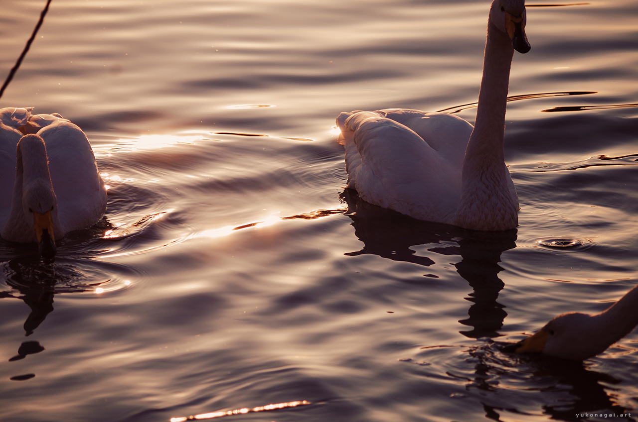 Wild swans at sunset.