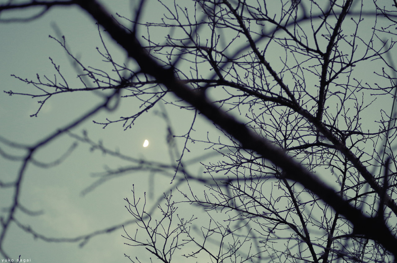 Dry branches and moon.